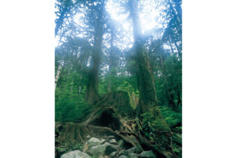 屋久島ウィルソン株