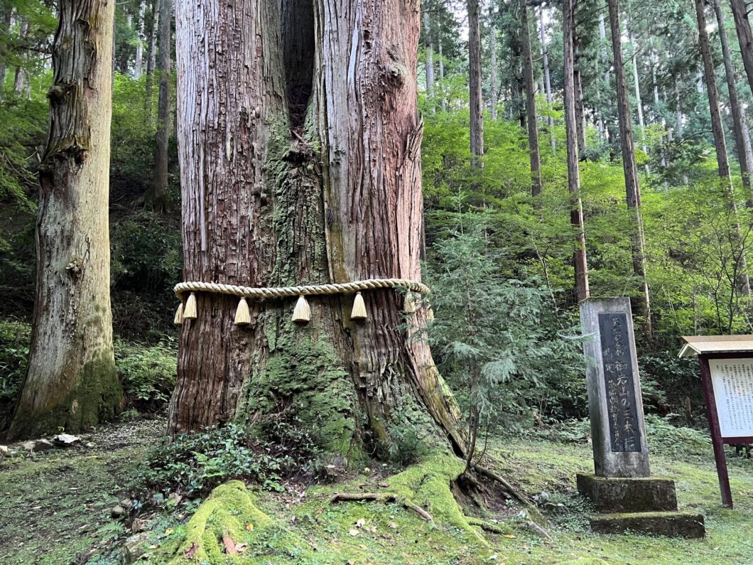御岩神社　三本杉