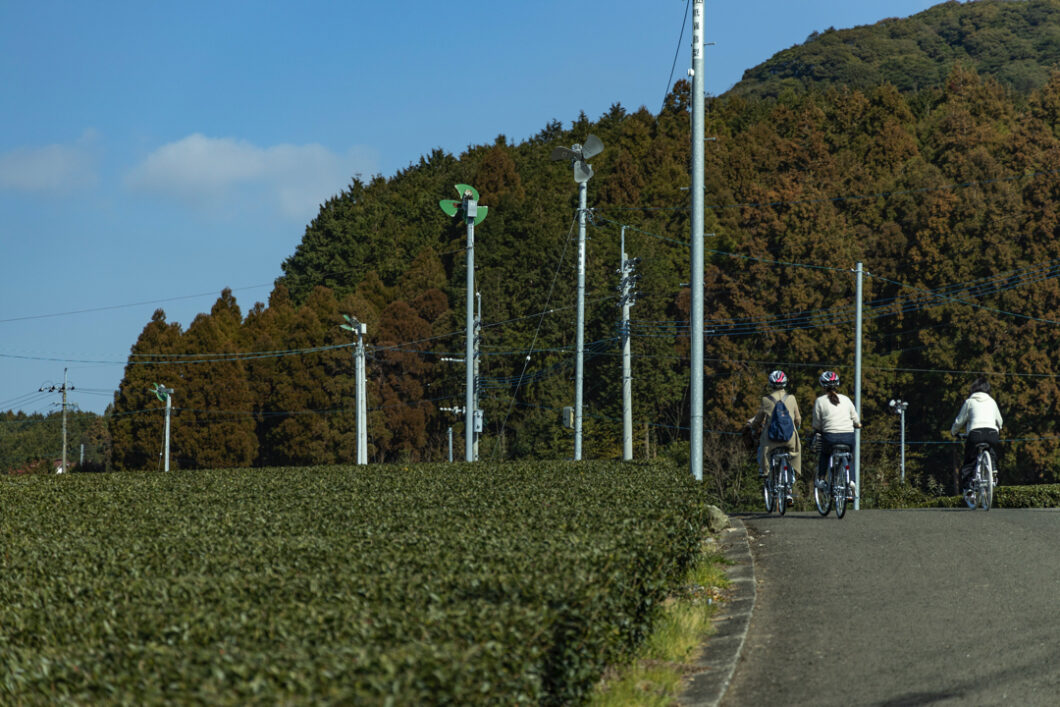 茶畑の中を自転車で巡る茶輪サイクリング
